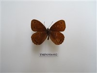 藏品(永澤蛇眼蝶)的圖片